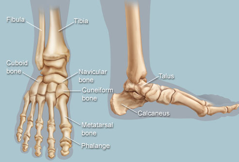 Foot and Ankle bones
